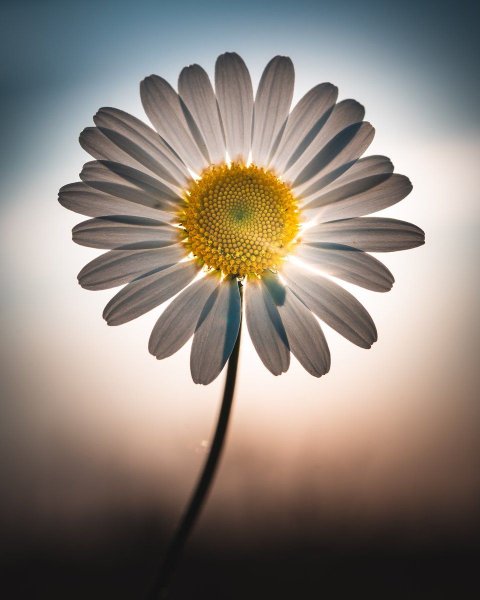 Необычные ромашки