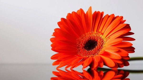 Гербера Аурантиака.