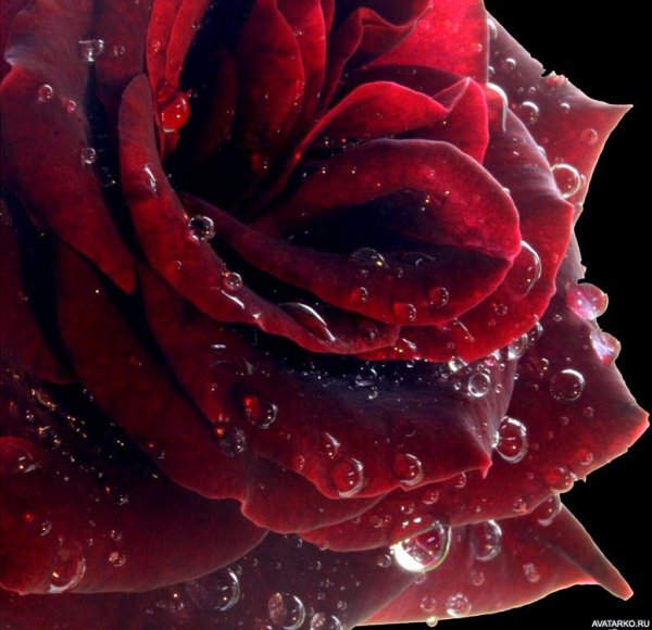 Аватарка цветы розы
