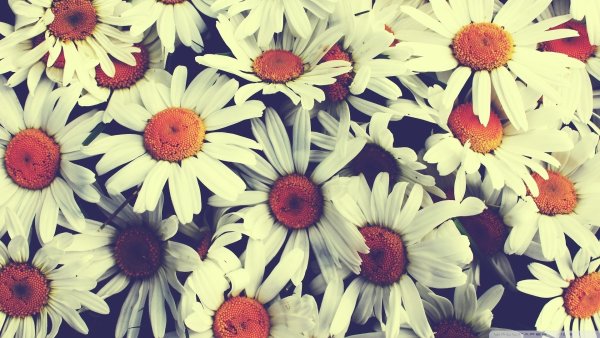 Красные розы фон