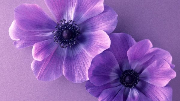 Вдохновляющие цветы