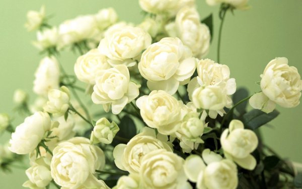 Хризантема мультифлора Домино Пинк