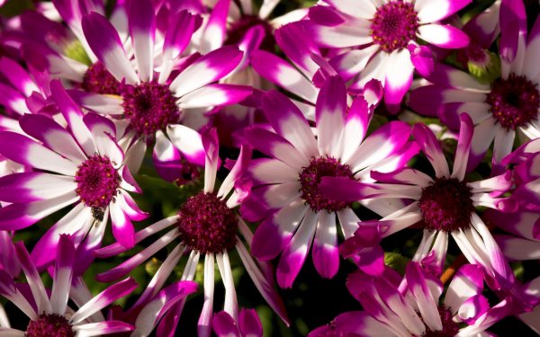 Ромашки герберы