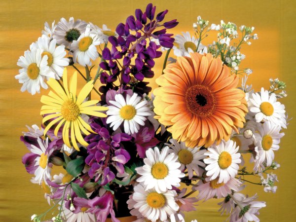 Хризантема пурпле Фловер