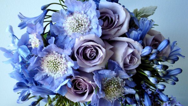 Цветы тюльпаны фиолетовые