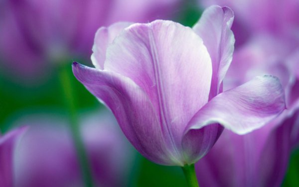 Гербера Карамболь