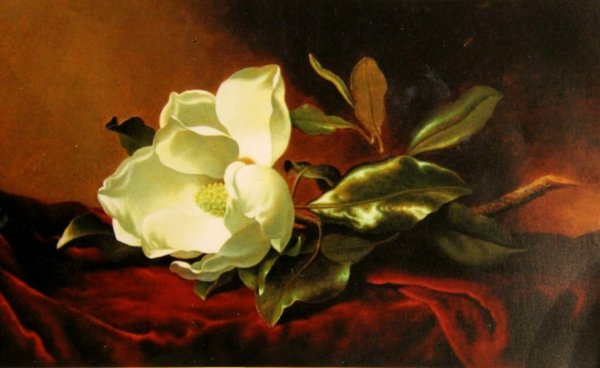 Мартин Джонсон хед Magnolia grandiflora