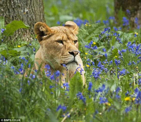 Львица и цветы