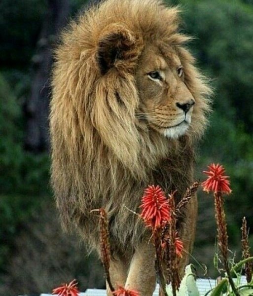 Львенок с цветами