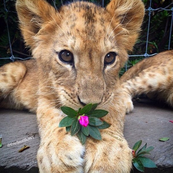 Львенок с цветами