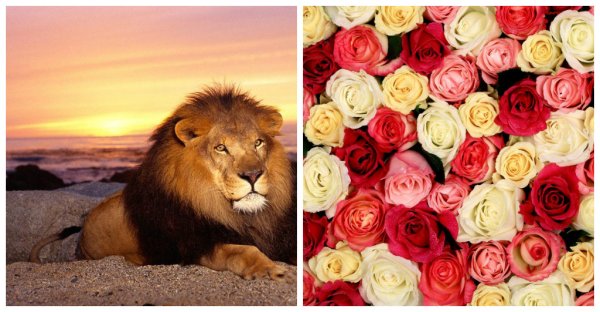 Лев с букетом цветов