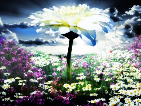 Украсим землю цветами