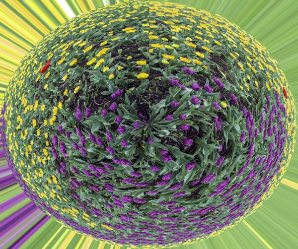 Цветущая земля