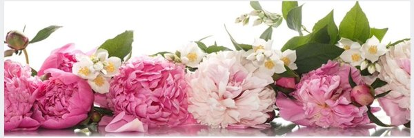 Пионы на белом фоне