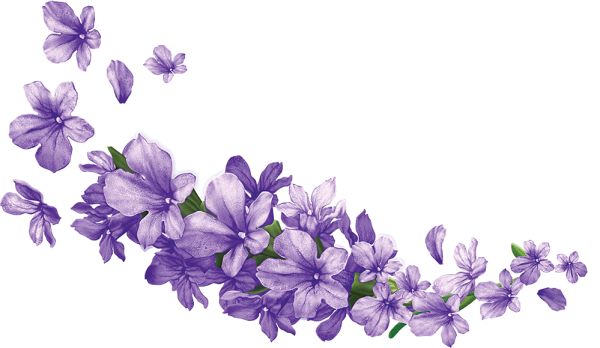 Сиреневые цветы на прозрачном фоне