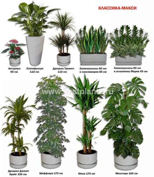 Комнатные цветы не цветущие с названиями