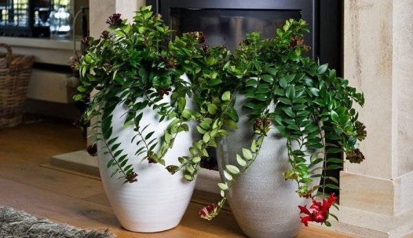 Эсхинантус Мона Лиза