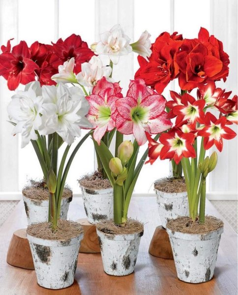 Цветок. Гиппеаструм