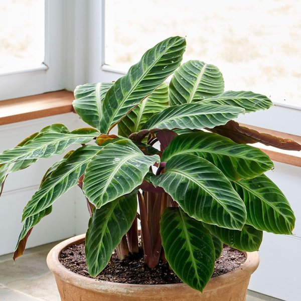 Калатея warscewiczii