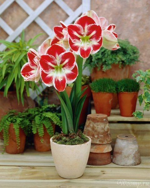 Цикламен (амариллис)