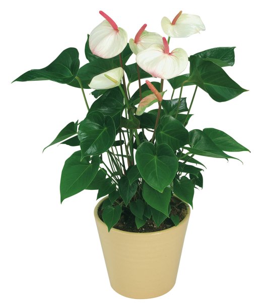 Антуриум Андре красный