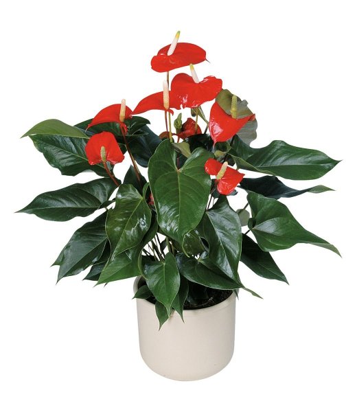 Антуриум Андре микс