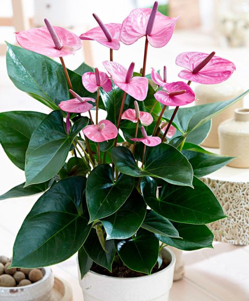 Антуриум алтимо