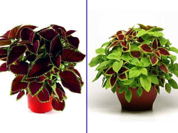 Каланхоэ глоксинии колеус