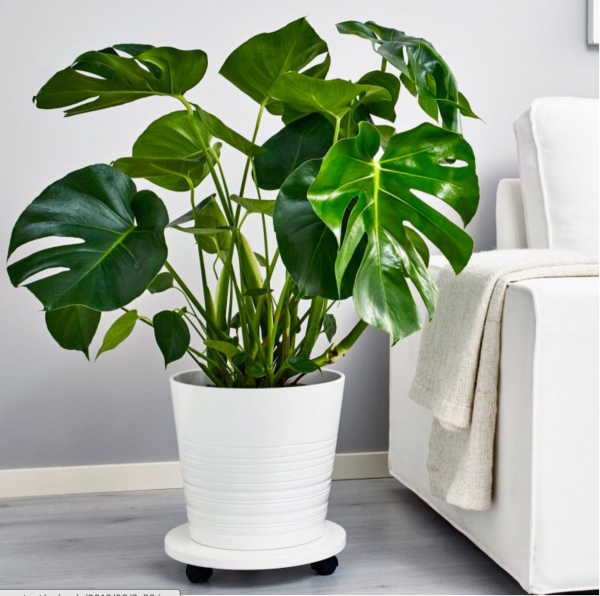 Монстера Карстениана