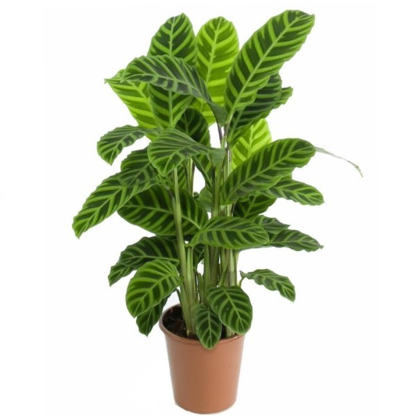 Калатея зебрина