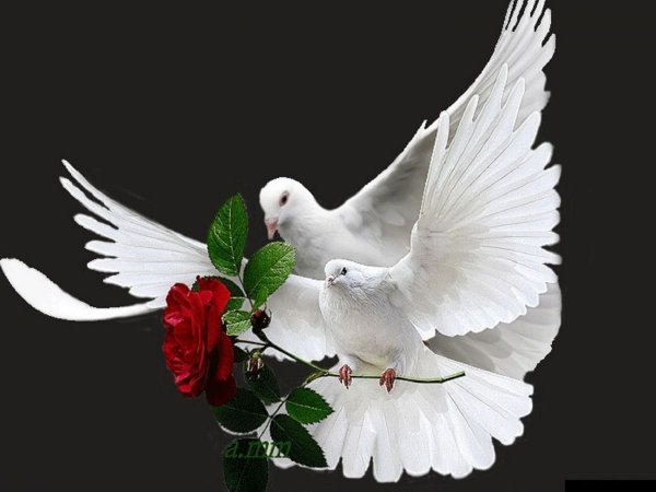 Голубь с розой