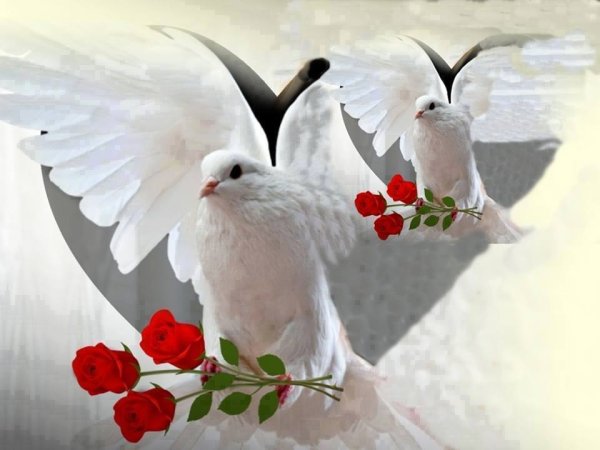 Голубь с цветком