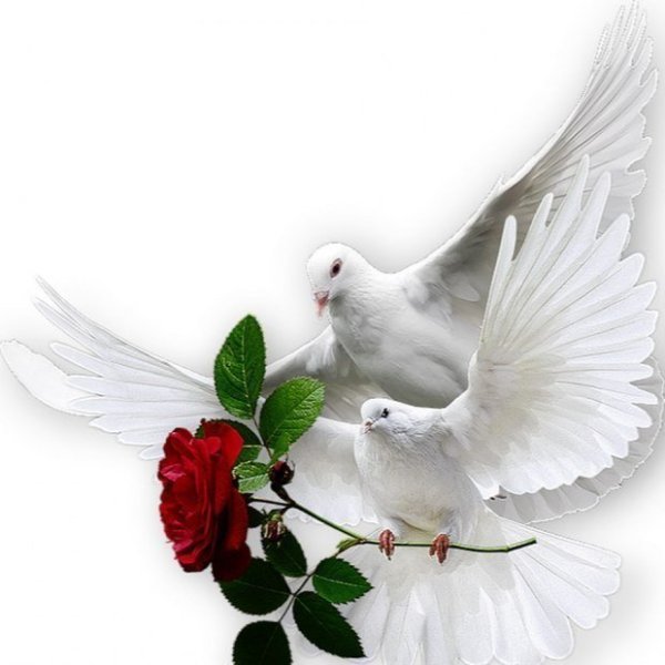 Голуби в небе