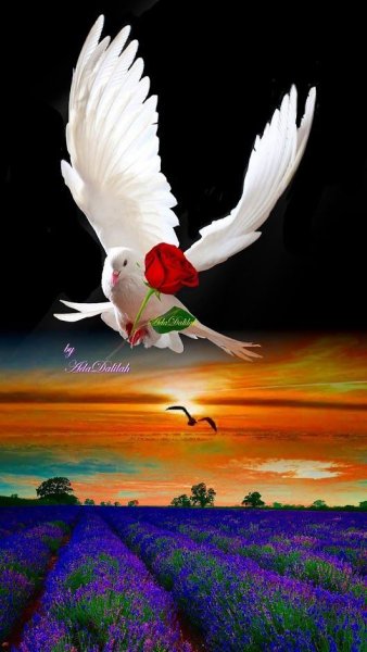 Голубь с цветами