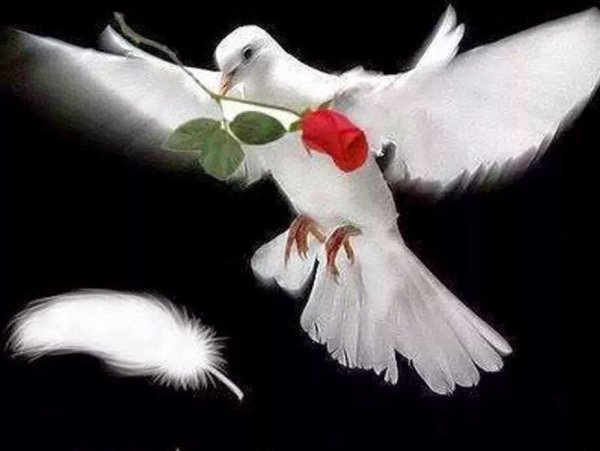 Голуби в цветах живопись