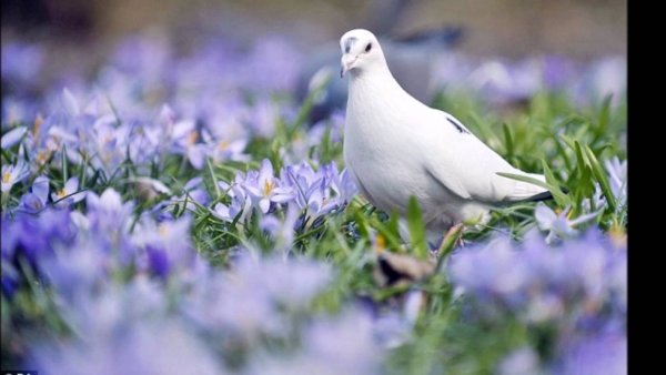 Голуби с добрым утром