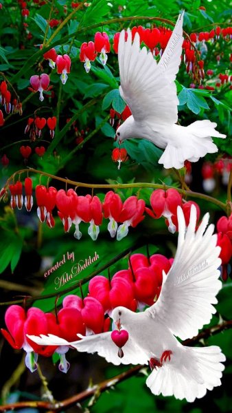 Белый голубь на прозрачном фоне