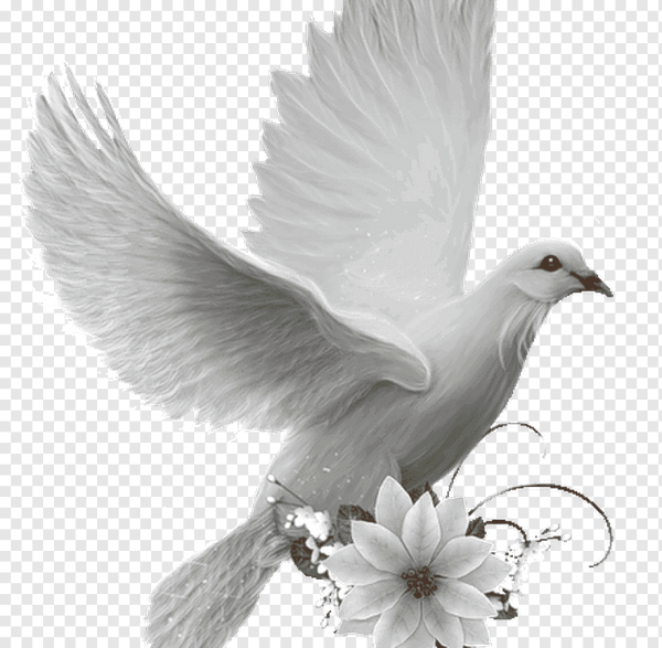 Белые голуби на свадьбу