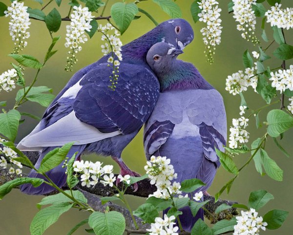 Картины Анны Лакисовой