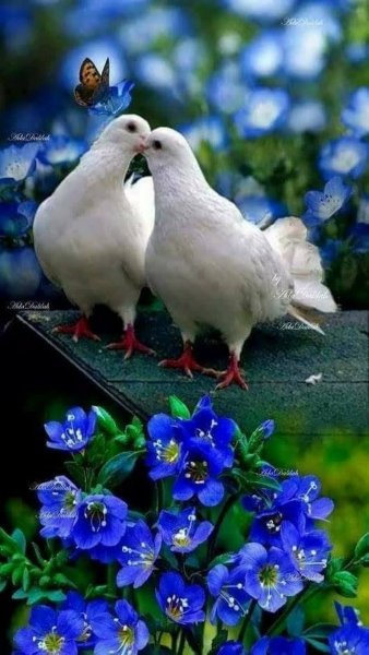 Голубка с цветами
