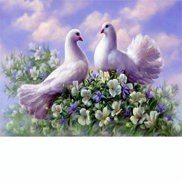 Голуби в паре