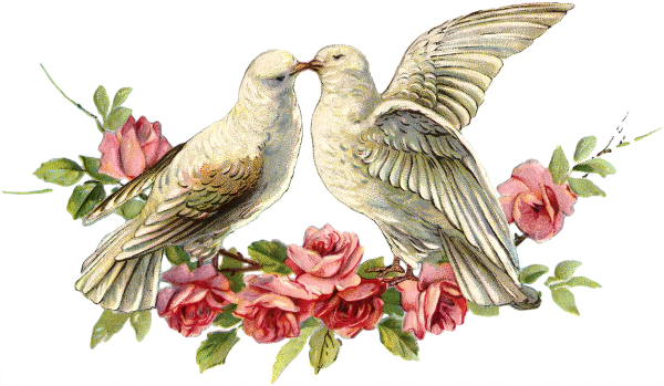 Белый голубь