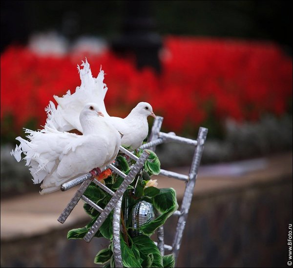 Белый голубь с розой