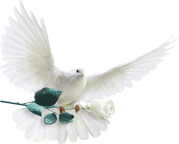 Голубь с цветком в клюве