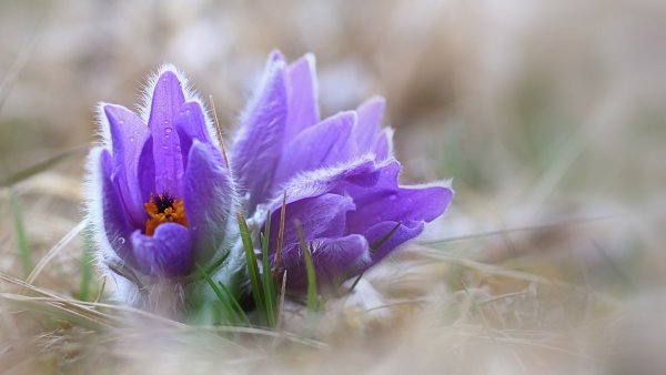 Подснежник Сибирский прострел