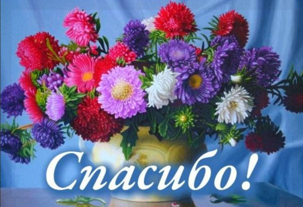 Цветок Астра.