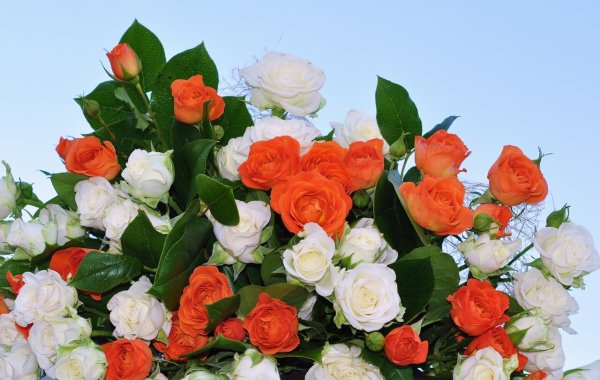 Спасибо розы