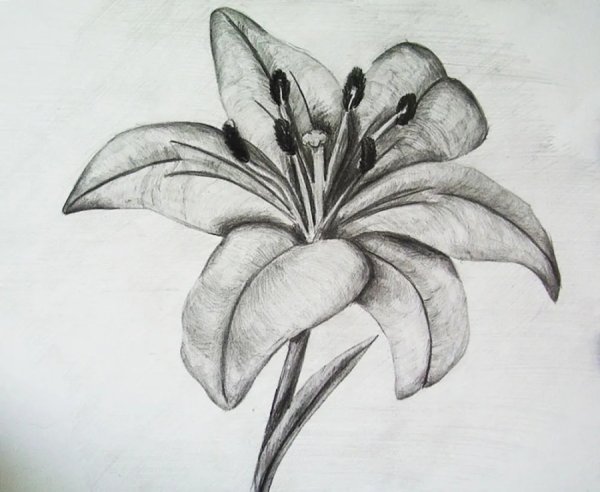 Цветы карандашом