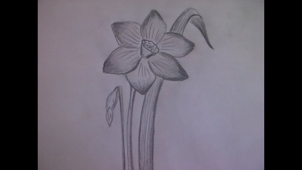 Цветы карандашом