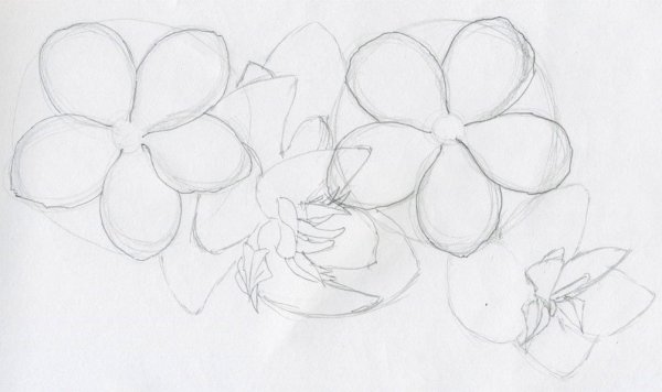 Цветы рисунок карандашом